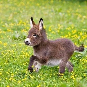 Meet your Posher, Josh